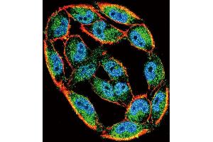 Confocal immunofluorescent analysis of HS Antibody (N-term) (ABIN650754 and ABIN2839488) with  cell followed by Alexa Fluor 488-conjugated goat anti-rabbit lgG (green). (Hsc70 抗体  (N-Term))