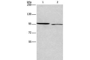 Western Blot analysis of 293T and Hela cell using ICAM5 Polyclonal Antibody at dilution of 1:500 (ICAM5 抗体)