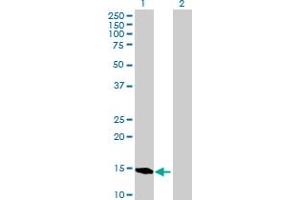Western Blot analysis of BATF expression in transfected 293T cell line by BATF MaxPab polyclonal antibody. (BATF 抗体  (AA 1-125))