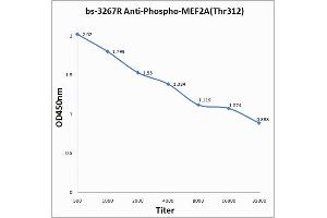 Antigen: 0. (MEF2A 抗体  (pThr312))