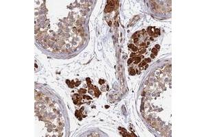 Immunohistochemical staining of human testis with OR14J1 polyclonal antibody  shows strong cytoplasmic positivity in Leydig cells at 1:20-1:50 dilution. (OR14J1 抗体)