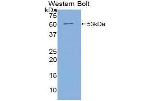 Western Blotting (WB) image for anti-Angiopoietin 4 (ANGPT4) (AA 305-503) antibody (ABIN1857998) (Angiopoietin 4 抗体  (AA 305-503))