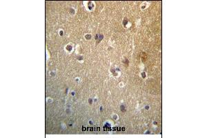 HDAC3 Antibody (C-term) (ABIN657220 and ABIN2846325) immunohistochemistry analysis in formalin fixed and paraffin embedded human brain tissue followed by peroxidase conjugation of the secondary antibody and DAB staining. (HDAC3 抗体  (C-Term))