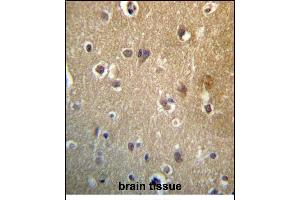HDAC3 Antibody (C-term) (ABIN657220 and ABIN2846325) immunohistochemistry analysis in formalin fixed and paraffin embedded human brain tissue followed by peroxidase conjugation of the secondary antibody and DAB staining. (HDAC3 抗体  (C-Term))