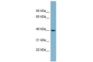 WB Suggested Anti-MOS Antibody Titration: 0. (MOS 抗体  (Middle Region))