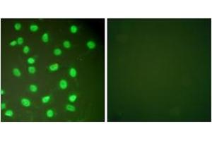 Immunofluorescence (IF) image for anti-Minichromosome Maintenance Complex Component 2 (MCM2) (AA 1-50) antibody (ABIN1533339)