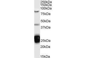 Image no. 1 for anti-TIA1 Cytotoxic Granule-Associated RNA Binding Protein (TIA1) (Internal Region) antibody (ABIN374795) (TIA1 抗体  (Internal Region))