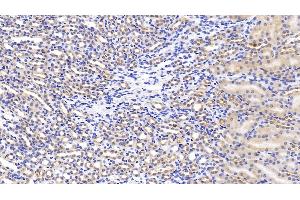 Detection of HGF in Mouse Kidney Tissue using Polyclonal Antibody to Hepatocyte Growth Factor (HGF) (HGF 抗体  (AA 482-710))