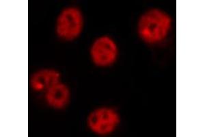 ABIN6269215 staining RAW264. (CDC25C 抗体  (Internal Region))