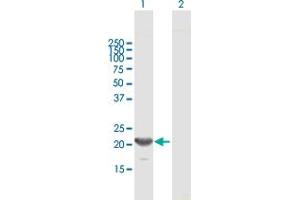Western Blot analysis of GINS1 expression in transfected 293T cell line by GINS1 MaxPab polyclonal antibody. (GINS1 抗体  (AA 1-196))