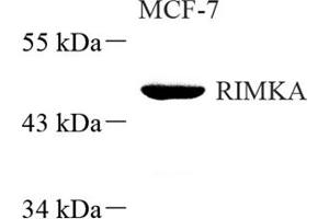 Western blot analysis of RIMKA (ABIN7075427) at dilution of 1: 500 (RIMKLA 抗体)