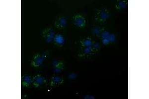 Anti-ANXA3 mouse monoclonal antibody (ABIN2453991) immunofluorescent staining of COS7 cells transiently transfected by pCMV6-ENTRY ANXA3 (RC201540). (Annexin A3 抗体)