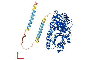 Protein Structure (PS) image for Mannosyl (Alpha-1,3-)-Glycoprotein beta-1,2-N-Acetylglucosaminyltransferase (MGAT1) (AA 1-445) protein (His tag) (ABIN7549386)