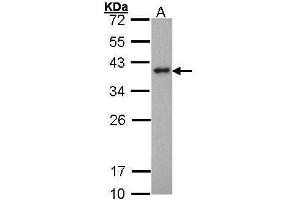 WB Image Sample (30 ug of whole cell lysate) A: Hela 12% SDS PAGE antibody diluted at 1:1000 (SPI1 抗体  (Center))