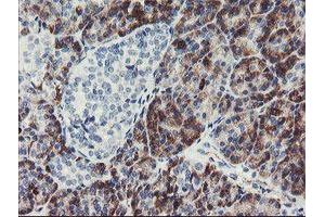 Immunohistochemical staining of paraffin-embedded Human pancreas tissue using anti-PPIL6 mouse monoclonal antibody. (PPIL6 抗体)