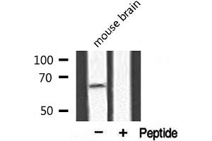 Western blot analysis of extracts from mouse brain, using APPBP2 antibody. (APPBP2 抗体  (Internal Region))