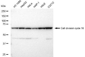 anti-Cell Division Cycle 16 Homolog (S. Cerevisiae) (CDC16) antibody