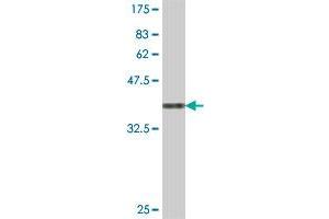 Western Blot detection against Immunogen (37. (RPP30 抗体  (AA 169-268))