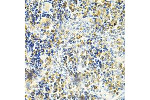 Immunohistochemistry of paraffin-embedded mouse spleen using VAPB Antibody (ABIN1876551) at dilution of 1:200 (40x lens). (VAPB 抗体)