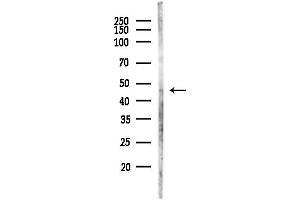 Western blot analysis of lysates from Mouse testis, using NMUR2 Antibody at 1/1000 dilution.