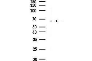 Western blot analysis of lysates from PC12 cells, using Lingo1 Antibody at 1/1000 dilution.