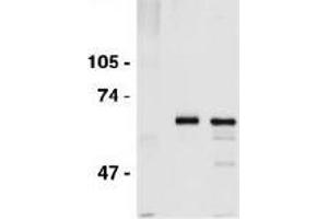 Western Blotting (WB) image for anti-Cell Division Cycle 6 Homolog (S. Cerevisiae) (CDC6) (AA 1-326) antibody (ABIN2451939) (CDC6 抗体  (AA 1-326))