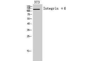 Western Blotting (WB) image for anti-Integrin, alpha 6 (ITGA6) (Internal Region) antibody (ABIN3181435) (ITGA6 抗体  (Internal Region))