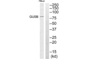 Western Blotting (WB) image for anti-Glucuronidase, beta (GUSB) (Internal Region) antibody (ABIN1850919) (Glucuronidase beta 抗体  (Internal Region))