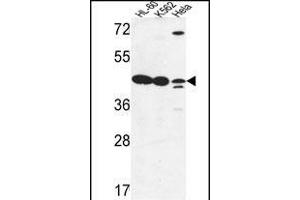 LFNG Antibody (Center) (ABIN653477 and ABIN2842898) western blot analysis in HL-60,K562,Hela cell line lysates (35 μg/lane). (LFNG 抗体  (AA 86-114))