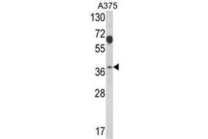 Western blot analysis of PSMD7 Antibody (N-term) in A375 cell line lysates (35ug/lane). (PSMD7 抗体  (N-Term))