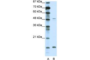 WB Suggested Anti-FBN1 Antibody Titration:  0. (Fibrillin 1 抗体  (N-Term))