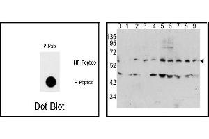 Image no. 1 for anti-Myc Proto-Oncogene protein (MYC) (pThr58) antibody (ABIN358293) (c-MYC 抗体  (pThr58))