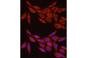Immunofluorescence (IF) image for anti-Myosin Phosphatase, Target Subunit 1 (PPP1R12A) (AA 1-200) antibody (ABIN6146059)