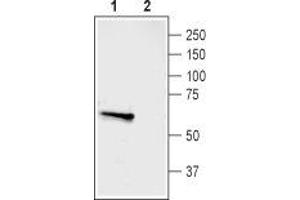 Western blot analysis of rat dorsal root ganglion (DRG) lysate: - 1. (ASIC3 抗体  (Intracellular, N-Term))