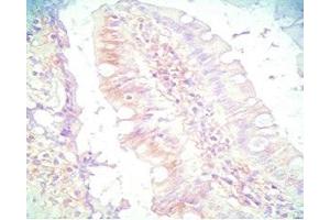 Mouse intestine tissue was stained by Rabbit Anti-PYY (3-36) (Human) Serum (Peptide YY 抗体  (AA 3-36))