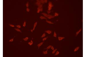 ABIN6266634 staining HEPG2 cells by ICC/IF. (SIRPA 抗体  (C-Term))