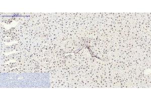 Immunohistochemistry of paraffin-embedded Rat liver tissue using SIRT1 Polyclonal Antibody at dilution of 1:200. (SIRT1 抗体)
