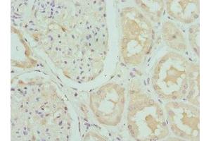 Immunohistochemistry of paraffin-embedded human kidney tissue using ABIN7146851 at dilution of 1:100 (CRTAP 抗体  (AA 20-240))