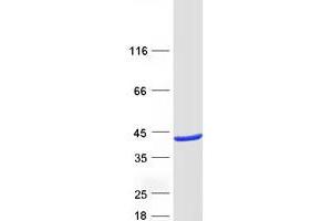 Validation with Western Blot
