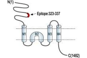 Representative domain view of the target of ABIN7043231.