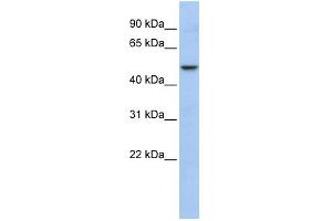 Western Blotting (WB) image for anti-WD Repeat, Sterile alpha Motif and U-Box Domain Containing 1 (WDSUB1) (Middle Region) antibody (ABIN2781261)