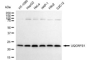 Western blotting analysis using UQCRFS1 antibody (ABIN7800704). (Recombinant UQCRFS1 抗体)