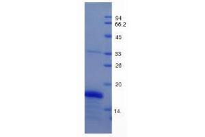 SDS-PAGE analysis of Mouse GDF1 Protein. (GDF1 蛋白)