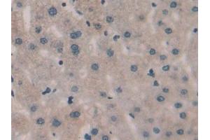Immunohistochemistry (IHC) image for anti-Sprouty Homolog 3 (SPRY3) (AA 91-288) antibody (ABIN7439759)