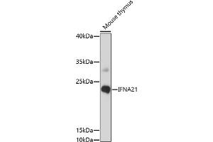 Western blot analysis of extracts of mouse thymus, using IFN antibody (ABIN7267966) at 1:1000 dilution. (IFNA21 抗体  (C-Term))