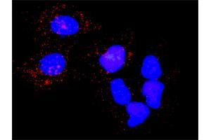 Proximity Ligation Analysis of protein-protein interactions between PLK1 and PKMYT1. (PLK1 抗体  (AA 1-603))