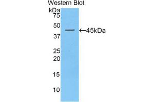 Western blot analysis of the recombinant protein. (LCN5 抗体  (AA 22-177))