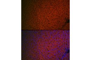 Immunofluorescence (IF) image for anti-Coagulation Factor IX (F9) (AA 29-192) antibody (ABIN3022174)