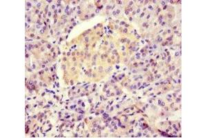 Immunohistochemistry of paraffin-embedded human pancreatic tissue using ABIN7145898 at dilution of 1:100 (BTNL2 抗体  (AA 26-202))