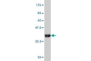 Western Blot detection against Immunogen (36. (RBBP9 抗体  (AA 87-185))